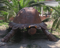 tortuga